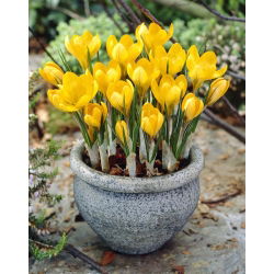 Crocus Golden Yellow - 10 bebawang