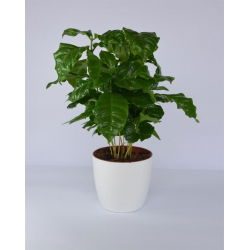 Květináč "Coubi Duo" ø 15 cm - bílý - 