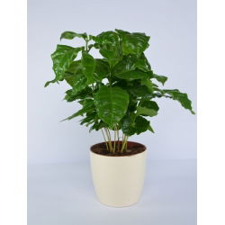 "Coubi Duo" växtkruka ø 15 cm - krämvit - 