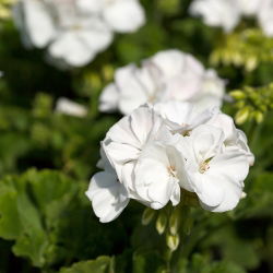 Geranie, Pelargonie Weiße - Pelargonie - 11 Samen