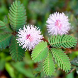 Mimosa, benih Tanaman Sensitif - Mimosa pudica - 34 biji