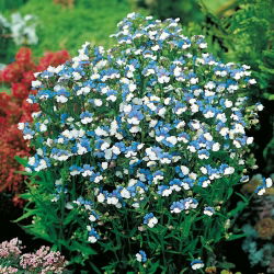 Nemesia - Blu e bianco - Nemesia strumosa - Arbusto compatto ideale per fioriere - Semi Freschi