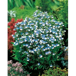 Nemesia - Blu e bianco - Nemesia strumosa - Arbusto compatto ideale per fioriere - Semi Freschi