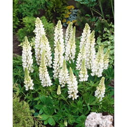 Hạt giống Lupin Noble Maiden - Lupinus polyphyllus - 90 hạt