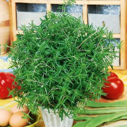 Ajedrea de jardín - Satureja hortensis - Hierba aromática para sabores gourmet - Semillas frescas