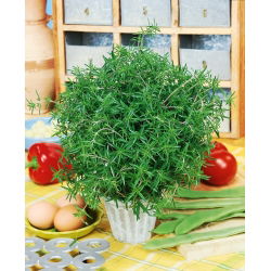 Ajedrea de jardín - Satureja hortensis - Hierba aromática para sabores gourmet - Semillas frescas