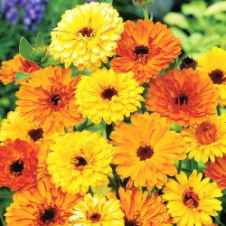 Семена от Калипер - Календула лекарствена - 360 семена - Calendula officinalis