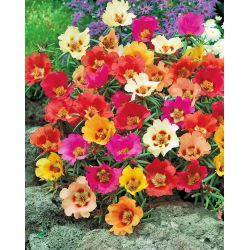 Moss Rose blandede frø - Portulaca grandiflora - 4500 frø - Portulaca L.