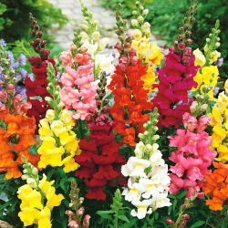 Snapdragon, hạt Snapdragon thông thường - Antirrhinum majus - 3500 hạt - Antirrhinum majus maximum