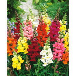 Snapdragon, hạt Snapdragon thông thường - Antirrhinum majus - 3500 hạt - Antirrhinum majus maximum