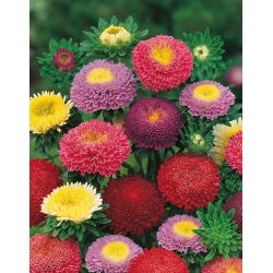 Hạt hỗn hợp Aster Pompon Trung Quốc - Callistephus chinensis - 500 hạt