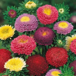 Hạt hỗn hợp Aster Pompon Trung Quốc - Callistephus chinensis - 500 hạt