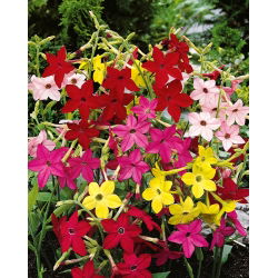 Benih campuran Tembakau Hias - Nicotiana x sanderae - 3000 biji