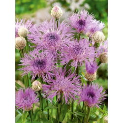 Bajorė amerikinė - (Centaurea americana) - Įspūdingi žiedai skintoms gėlėms - Šviežios sėklos
