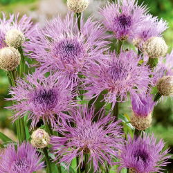 Bajorė amerikinė - (Centaurea americana) - Įspūdingi žiedai skintoms gėlėms - Šviežios sėklos