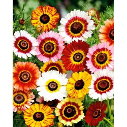 Crisantemo carenato tricolore - Rainbow - Miscuglio - Chrysanthemum tricolor - Spettacolo da giardino vibrante - Semi Freschi