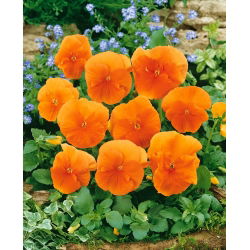 Árvácska - Orange Sun - Viola × wittrockiana - Apró virágok hosszan tartó fénnyel - Friss vetőmagok
