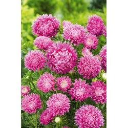 Dwarf Aster Milady Rose zaden - Callistephus chinensis - 500 zaden