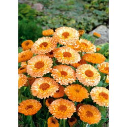 Семена от розови невен Розови изненади - Calendula officinalis - 120 семена