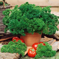 Семена от магданоз "Астра" - Petroselinum sativum var. фолиосум - 1200 семена - Petroselinum crispum 