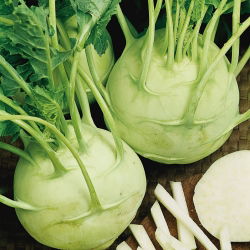 Kohlrabi, divovska sjemenka od koleraba - Brassica oleracea convar. acephala alef. var. gongylodes - 520 sjemenki - Brassica oleracea var. Gongylodes L. - sjemenke