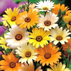 Glandular Cape marigold, Namaqualand daisy, Orange Namaqualand daisy, Dimorphoteca sinuata syn. Dimorphoteca aurantiaca - 450 seemnet - Dimorphotheca aurantiaca - seemned