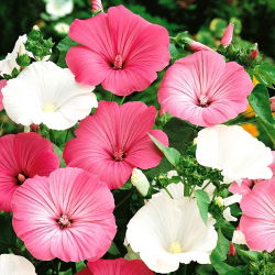 Jaarlijkse mallow - raskeuze; rose mallow, royal mallow, regal mallow - 150 zaden - Lavatera trimestris