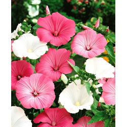 Jaarlijkse mallow - raskeuze; rose mallow, royal mallow, regal mallow - 150 zaden - Lavatera trimestris
