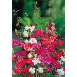 Clarkia - blandning - Clarkia elegans - Krusiga, attraktiva blommor för sommarträdgårdar - Färska frön
