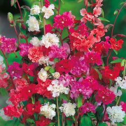 Clarkia - blandning - Clarkia elegans - Krusiga, attraktiva blommor för sommarträdgårdar - Färska frön