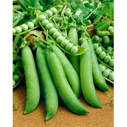 Pisello a grano rugoso - Telefon - 500 g - Piante vigorose, alta resa - Semi Freschi