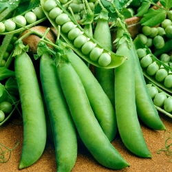 Pisello a grano rugoso - Telefon - 500 g - Piante vigorose, alta resa - Semi Freschi