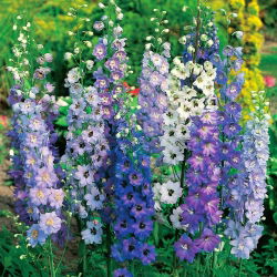 Vườn larkspur - hỗn hợp đa dạng - 225 hạt - Delphinium x. cultorum.