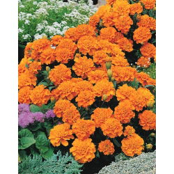 Francoski ognjič "Petite Orange" - 350 semen - Tagetes patula L. - semena