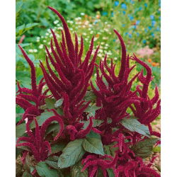 Red Amaranth - Amaranthus paniculatus - Unique Trailing Plant, Ideal for Cut Flowers - Fresh Seeds