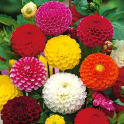 Dahlia - Pompon - Mixed - Dahlia pinnata - Spectacular Round, Multi-petalled Flowers - Fresh Seeds