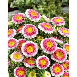 Callistephus chinensis - Hi - No - 225 zaden - Maru