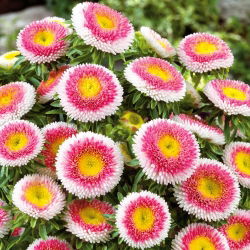 Callistephus chinensis - Hi - No - 225 zaden - Maru