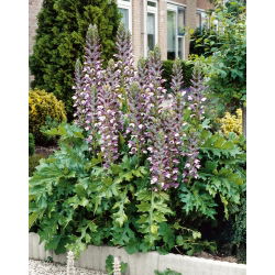 Mjukakantus - Acanthus mollis - Unika, prydnadsröda blomspiror - Färska frön