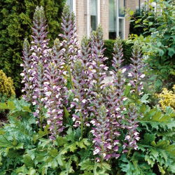 Mjukakantus - Acanthus mollis - Unika, prydnadsröda blomspiror - Färska frön
