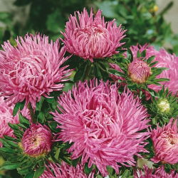 Callistephus chinensis - 500 zaden - roze