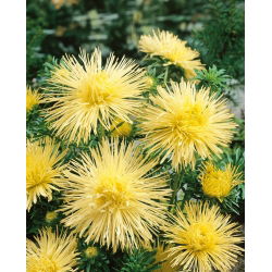 Callistephus chinensis - 500 zaden - geel