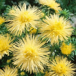 Callistephus chinensis - 500 zaden - geel