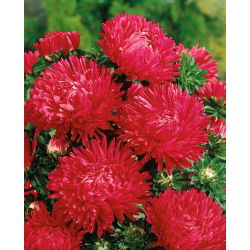 Rode lange pioenaster - 500 zaden - Callistephus chinensis