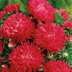 Rode lange pioenaster - 500 zaden - Callistephus chinensis
