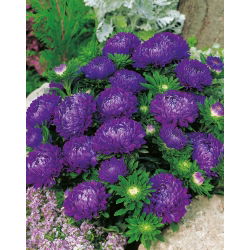 Hiina aedaster - Milady Deep Blue - 500 seemned - Callistephus chinensis