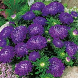 Hiina aedaster - Milady Deep Blue - 500 seemned - Callistephus chinensis