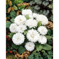 Callistephus chinensis - 500 zaden - Milady White