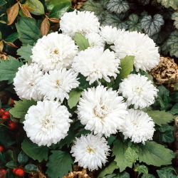 Callistephus chinensis - 500 zaden - Milady White