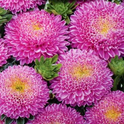Roze pompombloemige aster - 500 zaden - Callistephus chinensis